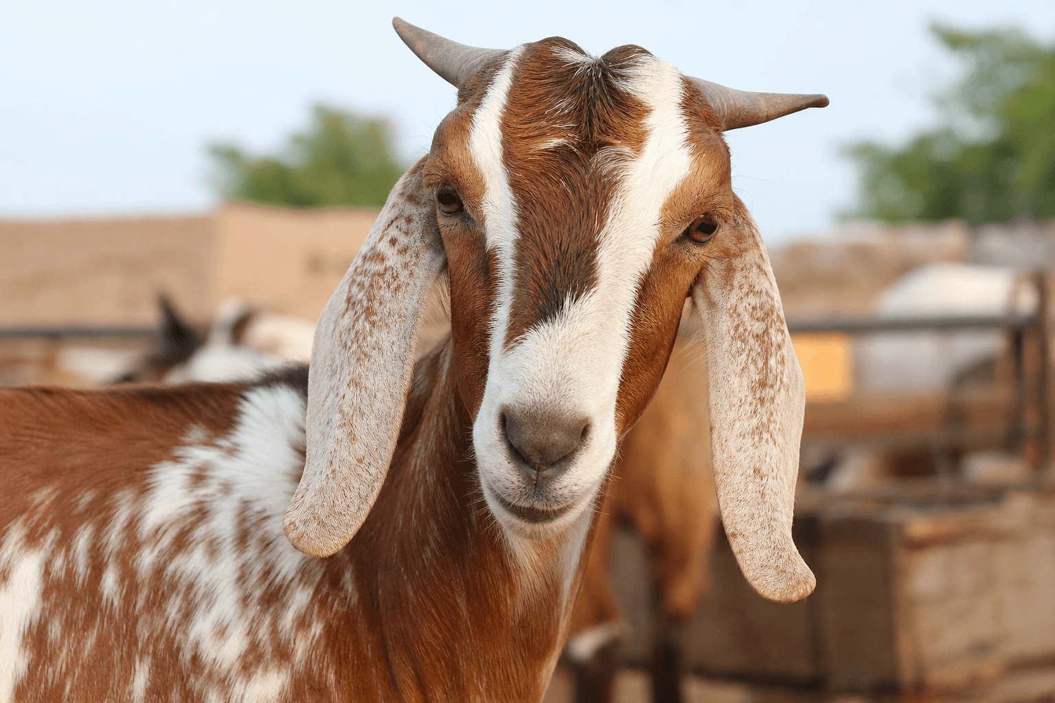 Healthy bakra selected for Aqeeqah sacrifice