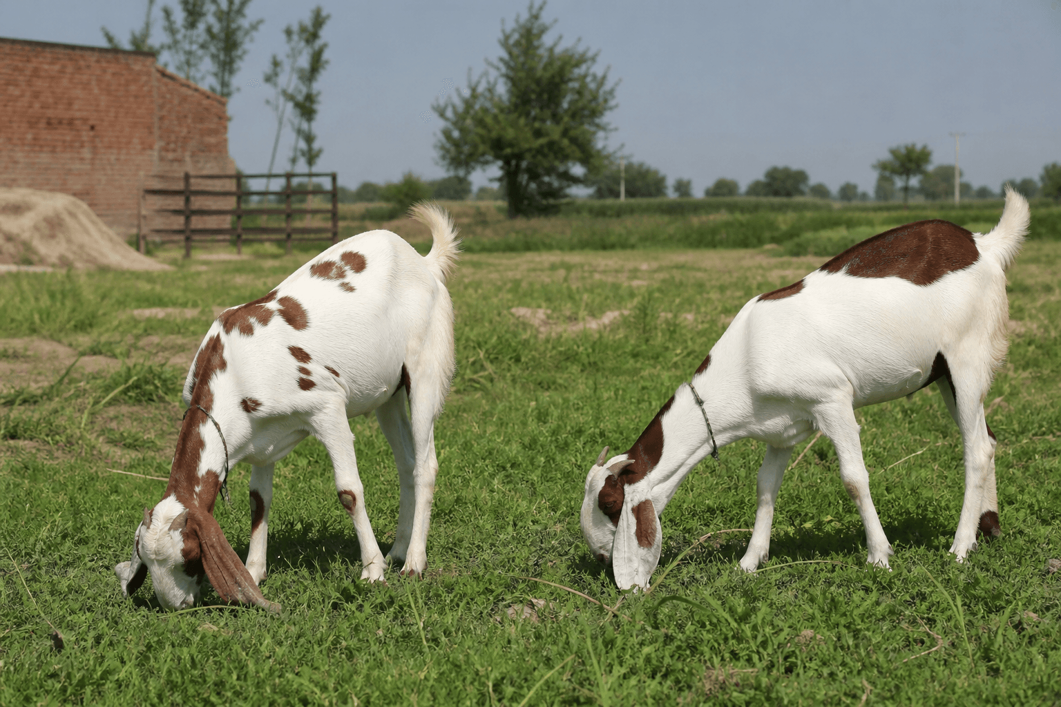 Goats grazing at farm — Aqeeqah livestock
