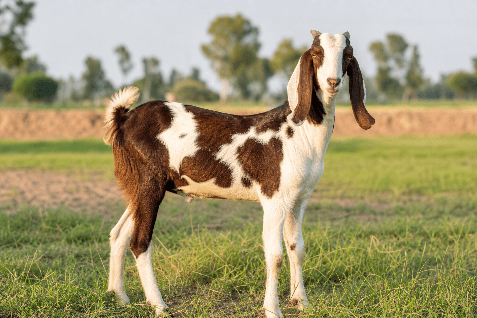 Healthy bakra for Aqeeqah sacrifice in Karachi